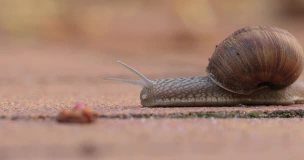 Snail crawling on the ground — Stock Video