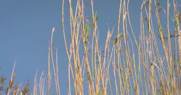 Reed em um lago — Vídeo de Stock