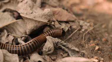 Koca Kırkayak yerde sürünüyor