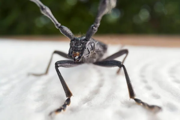 ナプキンに這う長い角の甲虫 — ストック写真