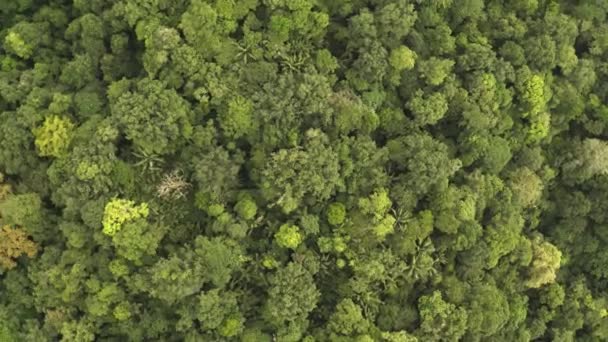熱帯雨林、緑豊かな湿度の森、ドローン映像 — ストック動画
