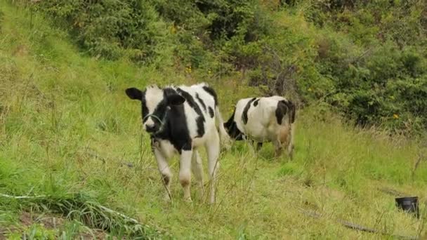 Baby koeien grazen op een bergveld — Stockvideo