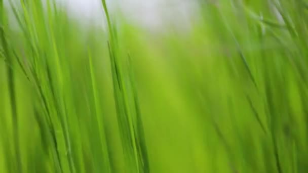 Herbe verte prairie bruissement dans le vent ralenti
