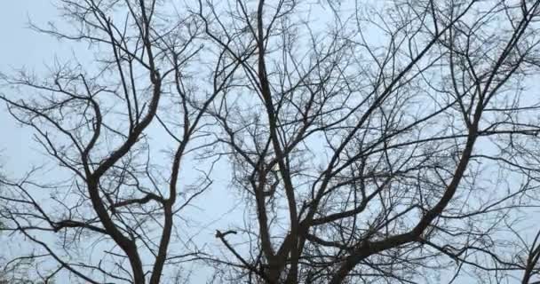 Bare tree branches in wind — Stock Video