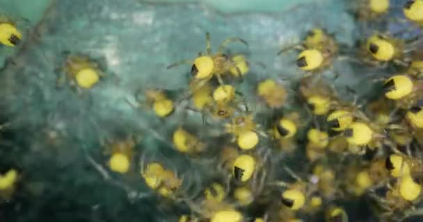 Minik yeni doğmuş bahçe örümcekleri makro, Araneus diadematus — Stok video