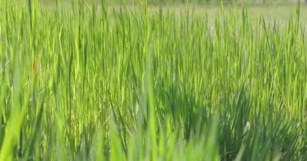 Verse groene gras close-up — Stockvideo