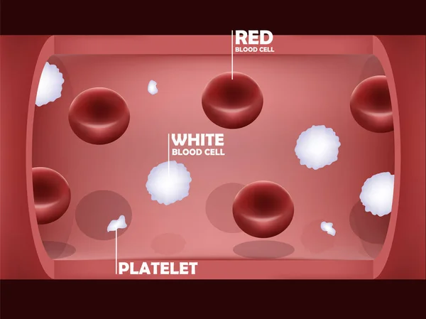 Info diseño gráfico del sistema sanguíneo, interior de un vaso sanguíneo con glóbulos rojos, glóbulos blancos y plaquetas — Archivo Imágenes Vectoriales