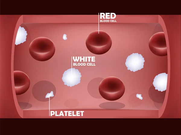 Info diseño gráfico del sistema sanguíneo, interior de un vaso sanguíneo con glóbulos rojos, glóbulos blancos y plaquetas — Vector de stock