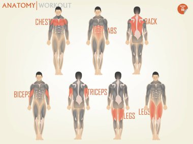spor salonunda egzersiz için anatomi güzel tasarım oluşur göğüs, Abs, sırt, pazı, triceps ve bacaklar, vücut geliştirme kavramı