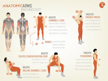 güzel tasarım bilgi grafik kol workoutbiceps ve triceps oluşur pazı halter curl, pazı konsantrasyon curl oturmuş, halter curl, triceps Fransız basın ve triceps aşağı itme pazı eğim