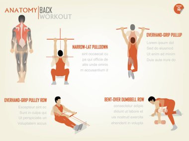 güzel tasarım bilgi grafik karın arka egzersiz dar-lat yıkmak, genel gider kavrama Yüksel, genel gider kavrama kasnak satır, bent-over dumbbell satır oluşur
