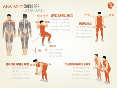 güzel tasarım bilgi grafik omuz egzersiz oturmuş dumbbell press, rateral zam, bent-over rateral zam ve ayakta dumbbell omuz silkme oluşur