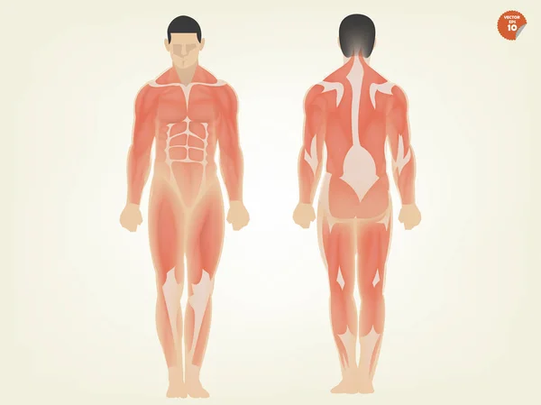 Mooi design van de menselijke anatomie voorzijde en achterzijde — Stockvector