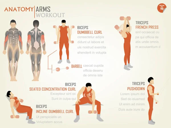 Hermosa información de diseño gráfico de brazo workoutbiceps y tríceps consisten en bíceps mancuerna rizo, bíceps sentado concentración rizo, bíceps inclinada mancuerna rizo, tríceps prensa francesa y tríceps empuje — Archivo Imágenes Vectoriales