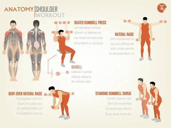 Hermosa información gráfica de diseño de entrenamiento de hombro consisten en prensa de mancuerna sentada, elevación de rateral, elevación de rateral doblada y encogimiento de la mancuerna de pie — Archivo Imágenes Vectoriales