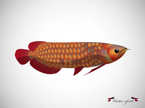 Realistic graphic design vector of arowana fish — Stock Vector