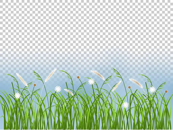 Bel Disegno Grafico Sfondo Primavera Erba Fiore Sfondo Trasparente — Vettoriale Stock