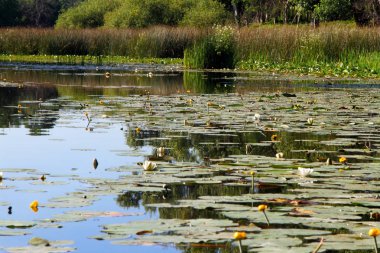 Orman nilüferler göl.