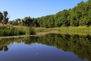 Orman Gölü sucul bitki örtüsü ile.