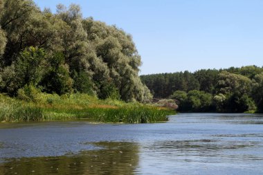 Çalılıkları ve çalışmadan Nehri'nin kıyısında ağaçlarının.