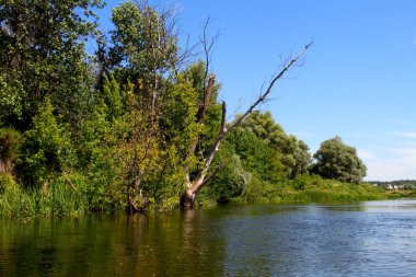 Nehir kıyısında kuru ağaç.