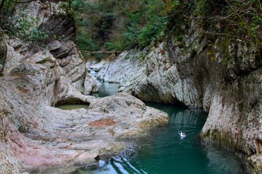 Sochi Milli Parkı 'ndaki Khosta nehrinin karst kıyıları arasında bir ördek yüzer..