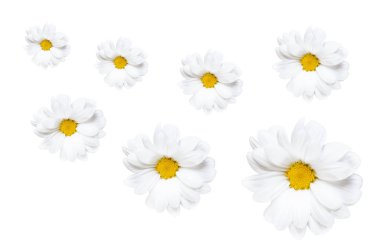 Camomiles beyaz arka planda - soyut