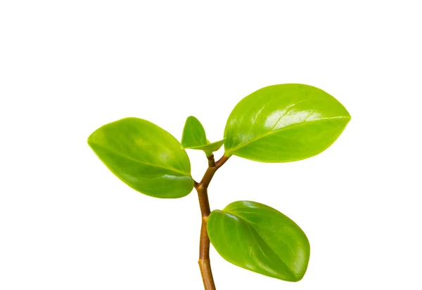 Tumbuh hijau yang tumbuh pada latar belakang putih — Stok Foto