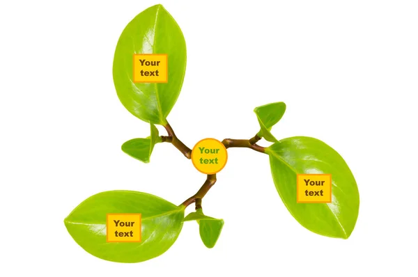 Ментальная карта, основанная на ростках зеленых листьев на белом фоне Стоковое Изображение
