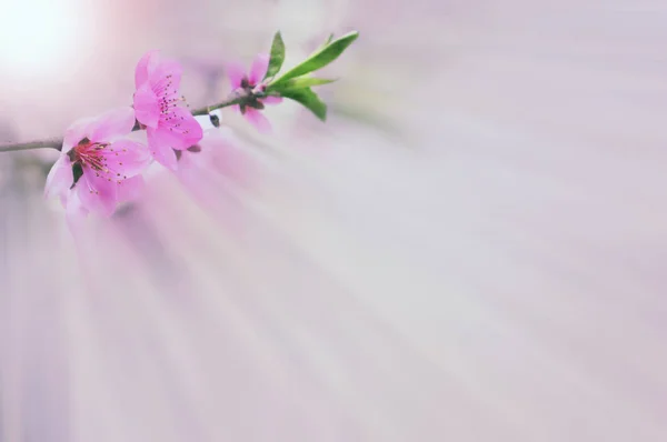 春さくらピンクの花太陽空のヴィンテージ色、トーンの抽象的な性質の背景、instagram フィルター ストック画像