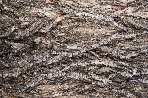 오래 된 나무 조각의 배경 무늬 로열티 프리 스톡 이미지