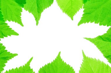 Yeşil yapraklar çerçeve beyaz arkaplanda izole