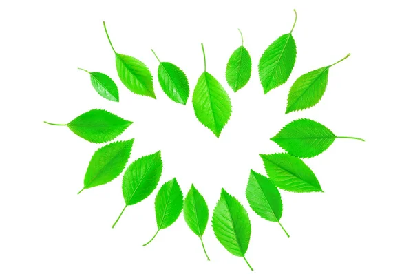 Beyaz arka plan üzerinde kalp şeklinde bahar yeşil yaprakları — Stok fotoğraf