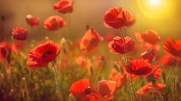 Poppy flower in the sun