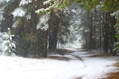 Bir orman yolda şiddetli kar yağışı