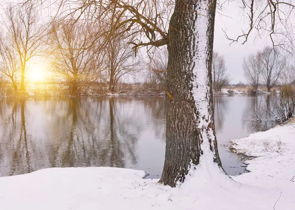 Albero sulla riva del fiume invernale — Foto Stock