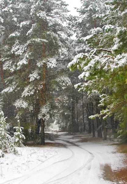 Tung snö på en skogsväg — Stockfoto