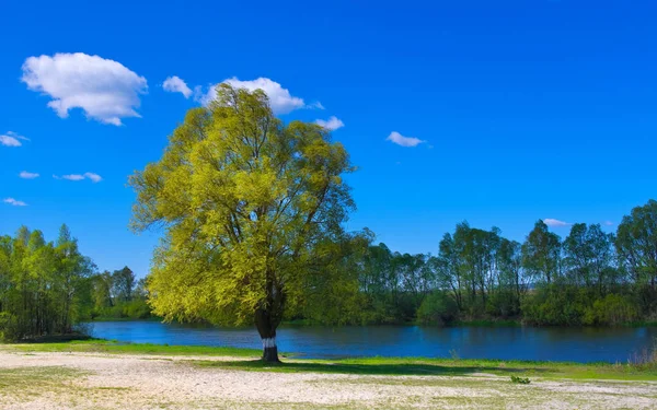 Eenzame boom op oever van rivier — Stockfoto