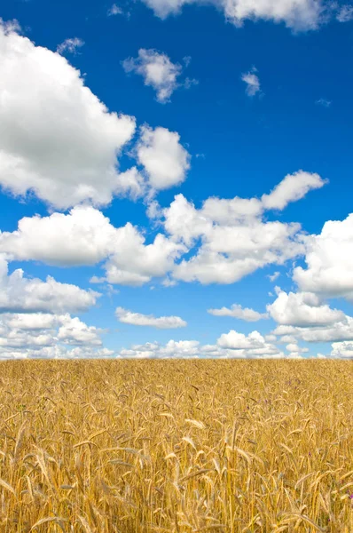 Campo de trigo no verão — Fotografia de Stock