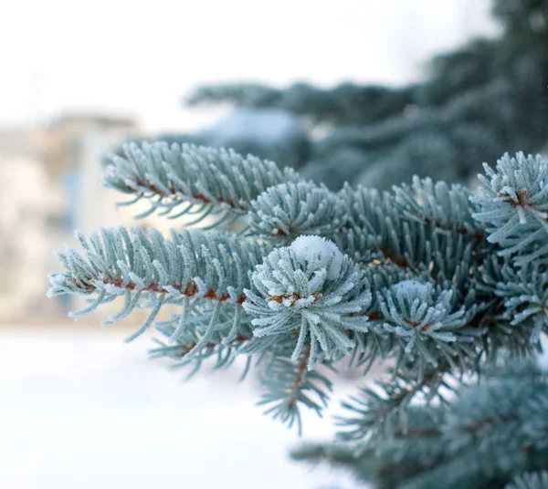 Branches of blue spruce in frost — Stock Photo, Image