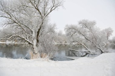 donmuş ağaçlar Frost ile kaplı