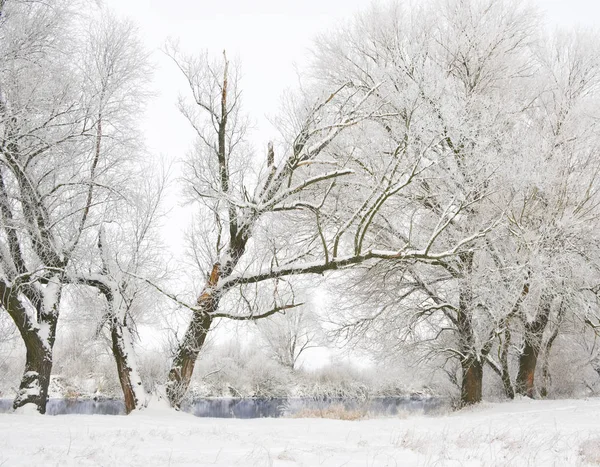 Trees Covered Frost Snow — Stock Photo, Image