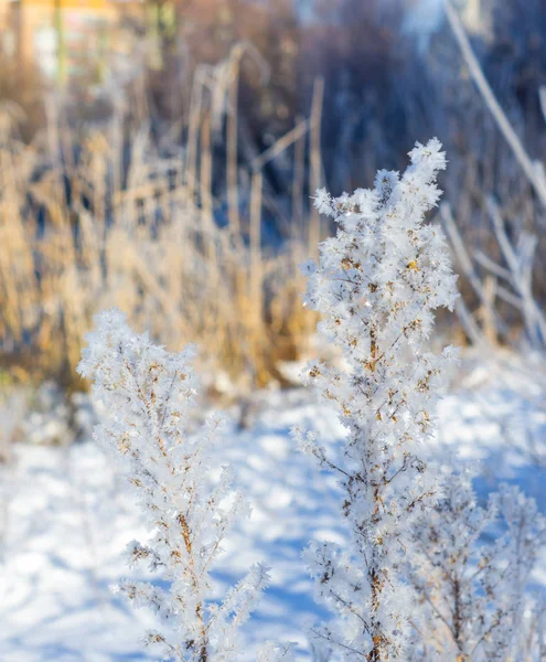 Frost Güneşli Kış Günü Çim Üzerinde — Stok fotoğraf