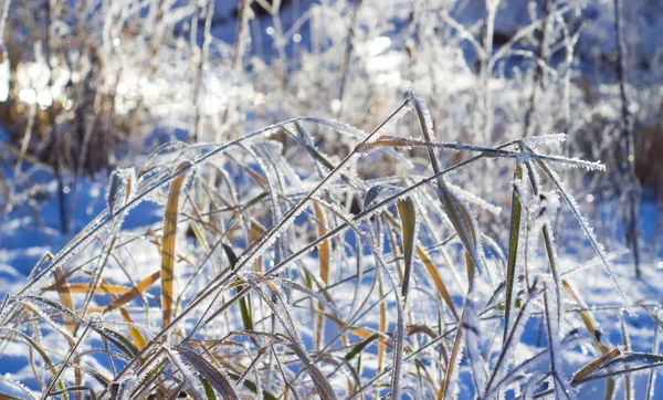 Frost auf dem Gras am Wintertag — Stockfoto