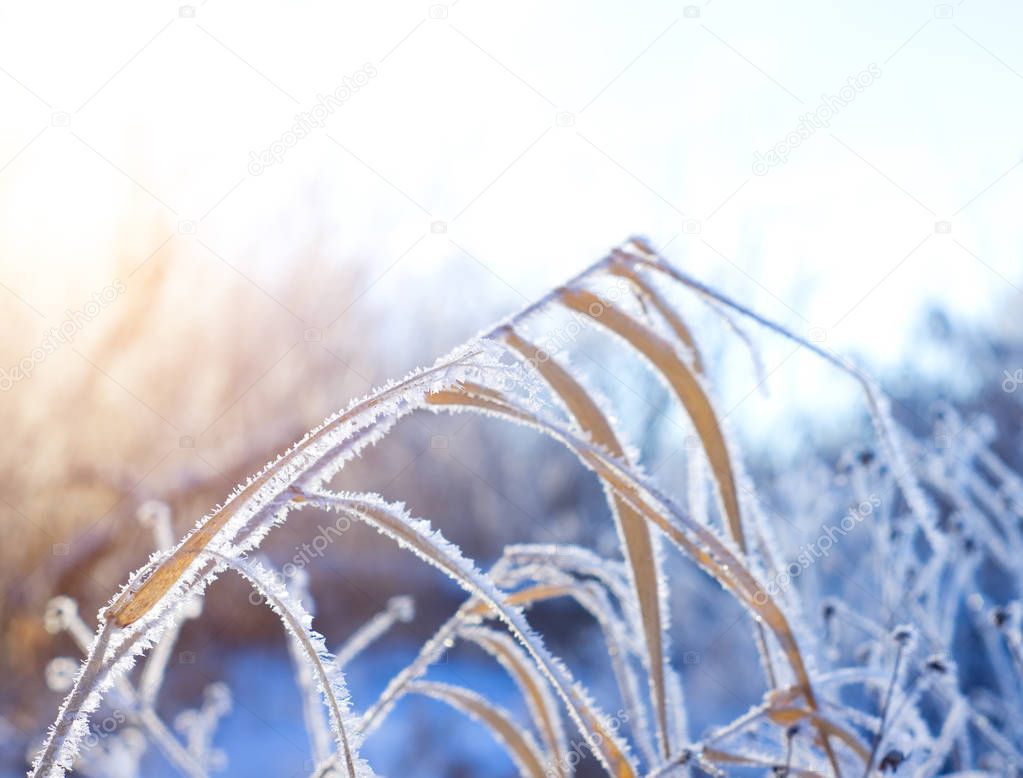 Frost on the grass in winter day