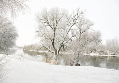 donmuş ağaçlar Frost ile kaplı