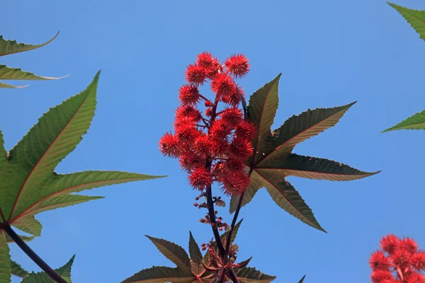 Castor oil plants — Stock Photo, Image