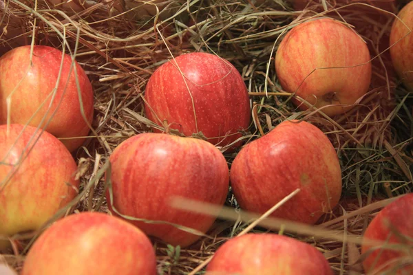 Manzanas maduras sobre paja —  Fotos de Stock
