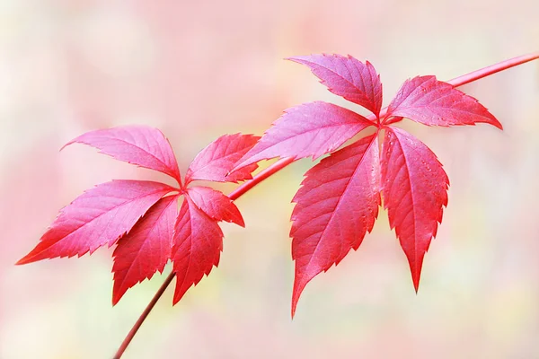 Foglie rosse di uva — Foto Stock