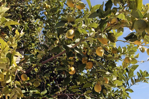 Árbol con limón de frutas —  Fotos de Stock